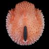 Fantasy Creature Blowfish Stroker Silicone Onahole Masturbator 1.45kg
